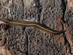 Notogynaphallia quinquestriata