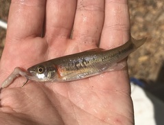 Clinostomus funduloides