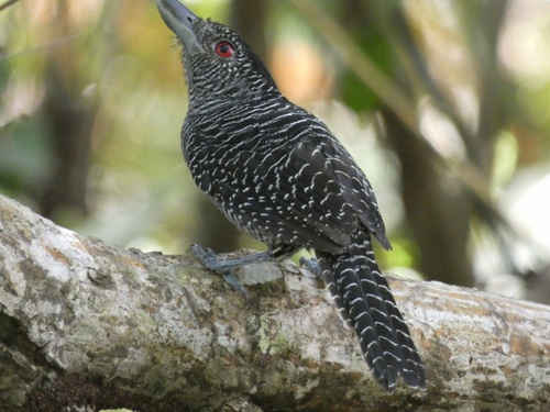 Batara fascié (Cymbilaimus lineatus)
