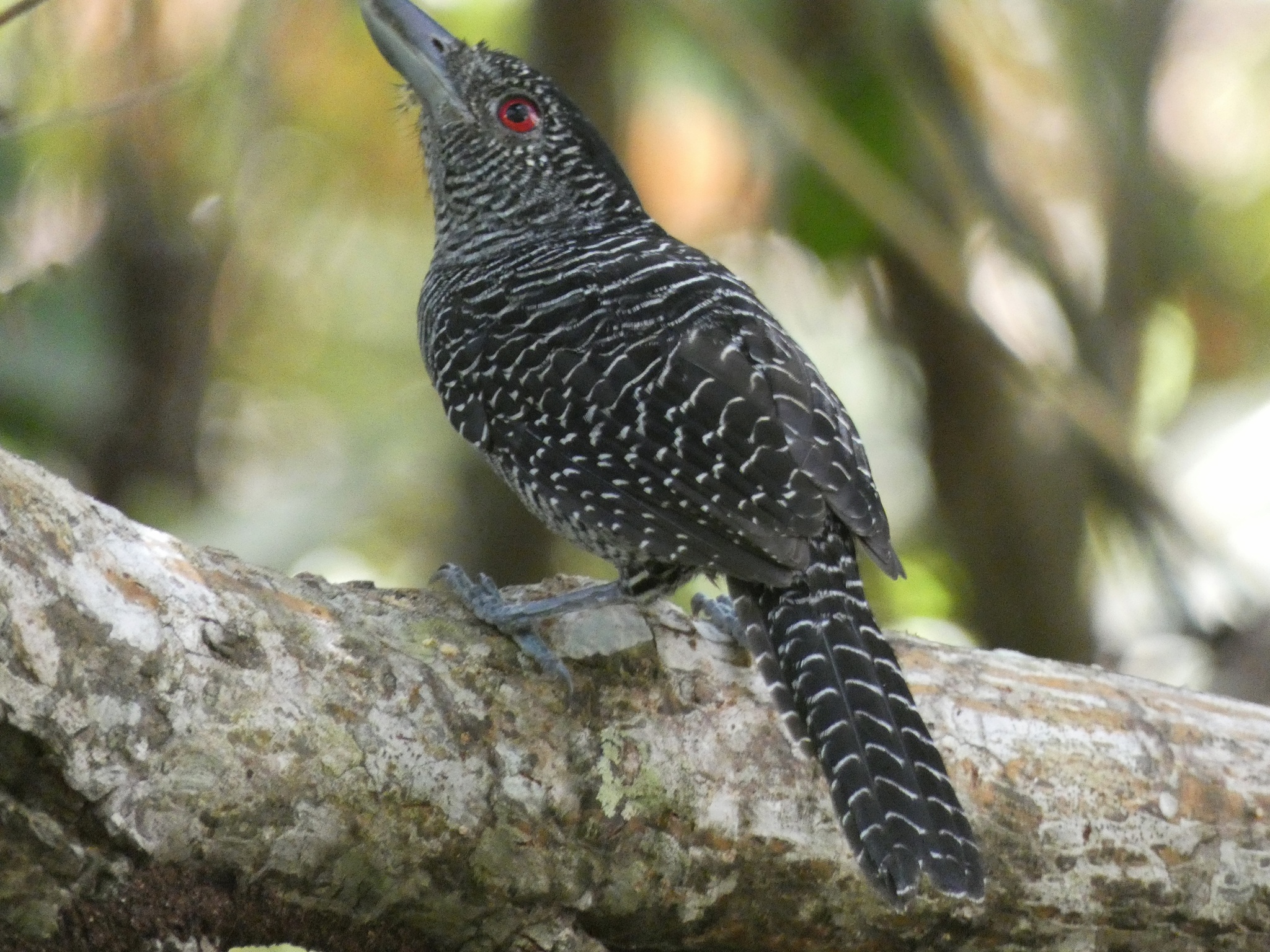 Fasciated Antshrike (Cymbilaimus lineatus)