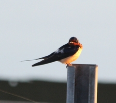 Hirundo rustica