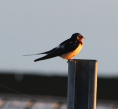Hirundo rustica