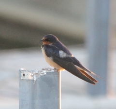 Hirundo rustica