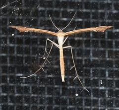 Sinpunctiptilia