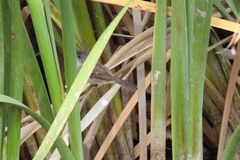 Serpophaga nigricans