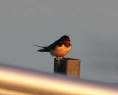 Hirundo rustica