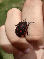 Pachycoris torridus