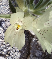 Mohavea confertiflora