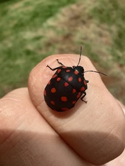 Pachycoris torridus