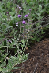Syncolostemon
