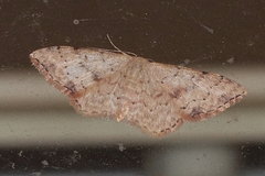 Idaea halmaea