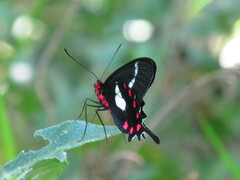 Parides agavus