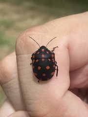 Pachycoris torridus