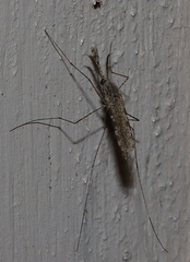 Anopheles annulipes