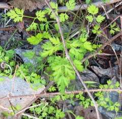 Chaerophyllum tainturieri