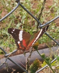 Anartia fatima colima