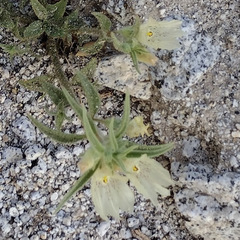 Mohavea confertiflora