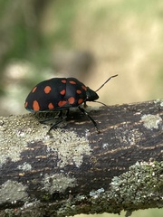 Pachycoris torridus