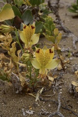 Alstroemeria werdermannii flavicans