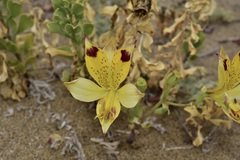 Alstroemeria werdermannii flavicans