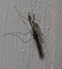 Anopheles annulipes