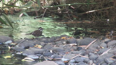 Cinclodes patagonicus