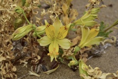 Alstroemeria werdermannii flavicans