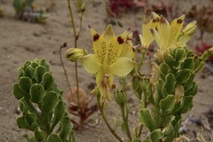 Alstroemeria werdermannii flavicans