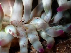 Periclimenes aegylios