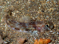 Gobius roulei