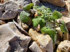 Lamium