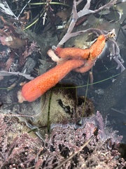 Metandrocarpa dura