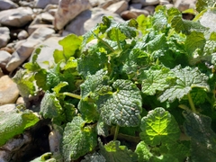 Lamium