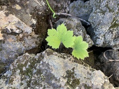 Ranunculus cortusifolius image