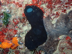 Phallusia fumigata