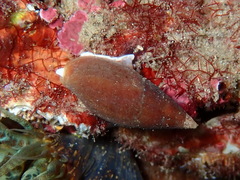 Episcomitra cornicula