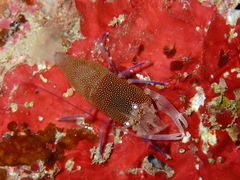 Gnathophyllum elegans