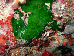 Palmophyllum crassum