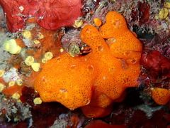 Polysyncraton lacazei