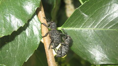 Aegorhinus superciliosus