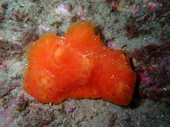 Aplidium elegans
