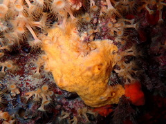 Clathria compressa