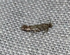 Aristotelia rubidella