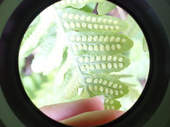 Polypodium calirhiza
