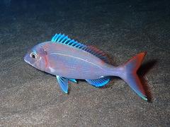 Pagellus erythrinus