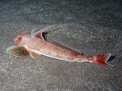 Chelidonichthys obscurus