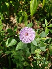 Centratherum punctatum