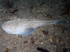 Uranoscopus scaber