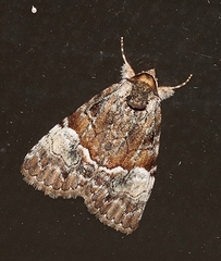 Alophosoma emmelopis