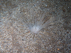 Ceriantharia
